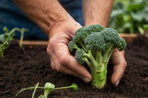 broccoli-planting-guide