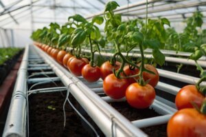 diy-hydroponic-tomato