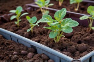 grow-purple-potatoes