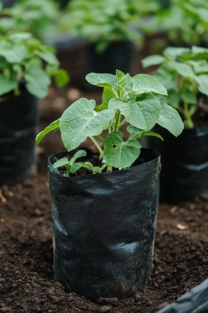 hilling-potatoes-in-grow-bags