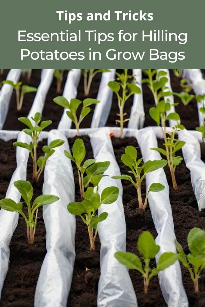 hilling potatoes in grow bags