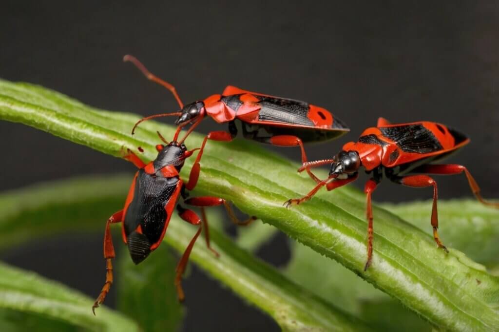 insecticide-for-boxelder-bugs