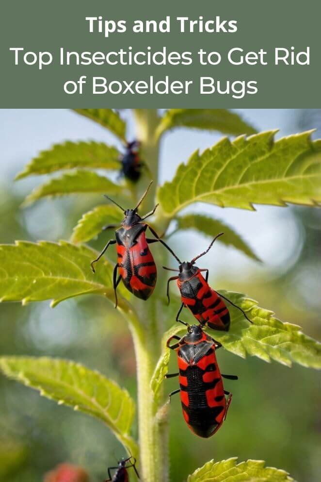 insecticide for boxelder bugs