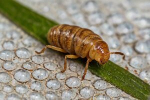 insecticide-for-scale-insects