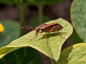 insecticide-for-squash-bugs