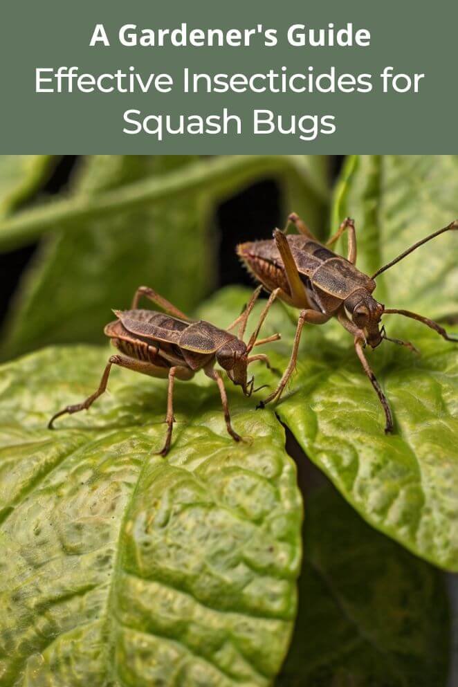 insecticide for squash bugs