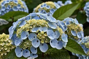 pests_on_hydrangeas