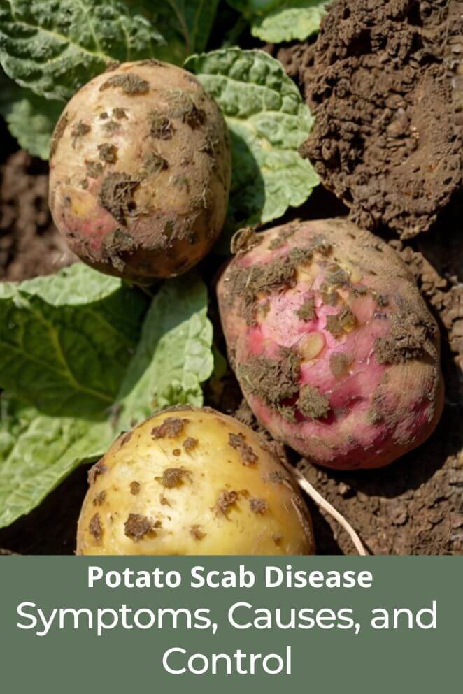 potato scab disease