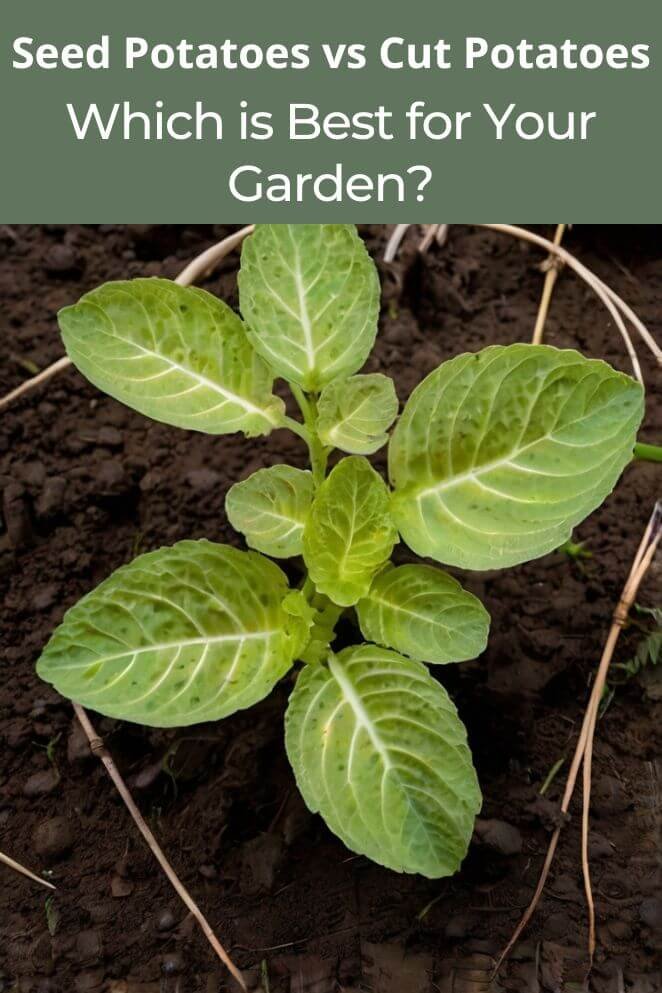 seed potatoes vs cut potatoes