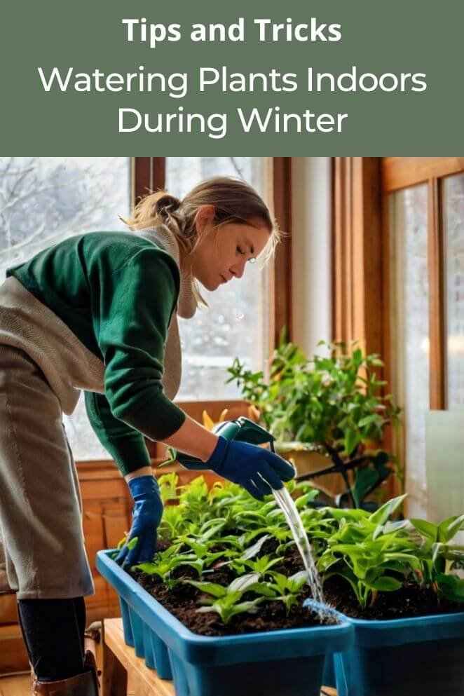 Watering plants indoors during winter