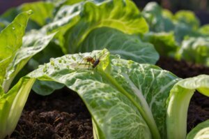 aphids-on-bok-choy