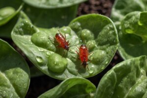 aphids-on-spinach