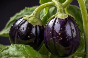 eggplant-flea-beetles