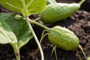 eggplant-spider-mites