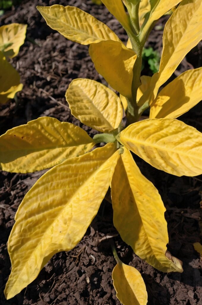 eggplant-yellow-leaves