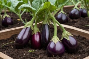 organic-eggplant-care