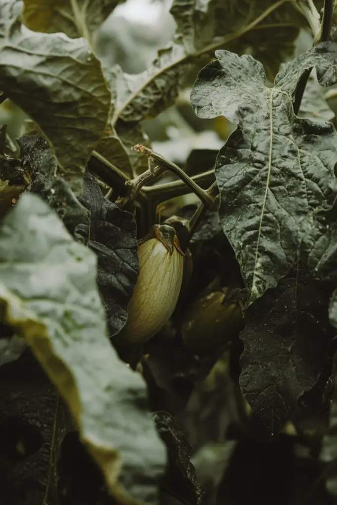 eggplant-pruning-tips