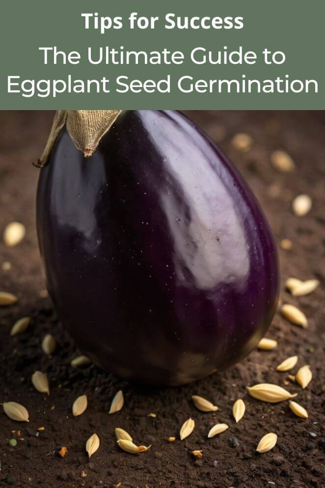 eggplant seed germination