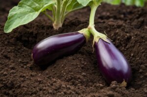 eggplant-soil-ph