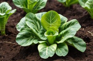 flea-beetles-on-bok-choy