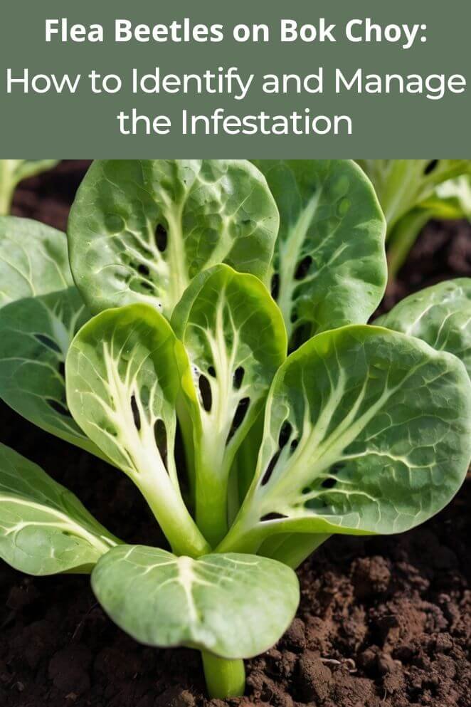 flea beetles on bok choy