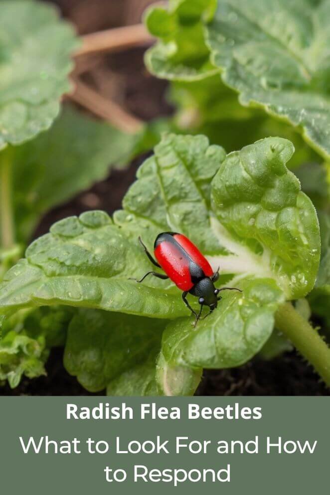 radish flea beetle