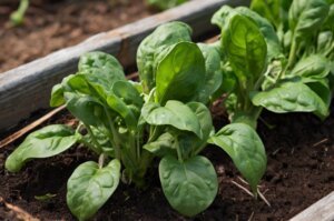 spinach-plant-wilting