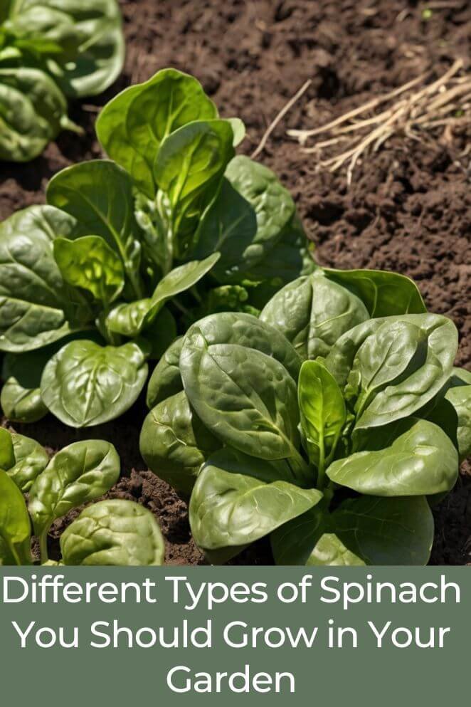 different types of spinach