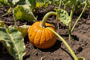 pumpkin-pest-disease