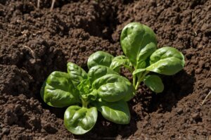 soil-for-spinach