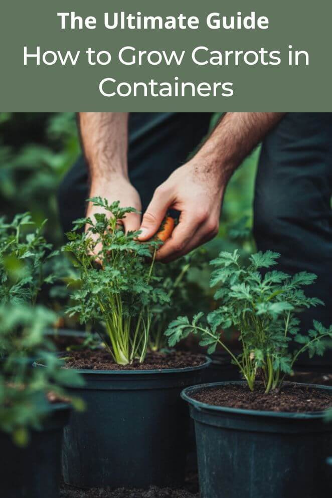 how to grow carrots in containers