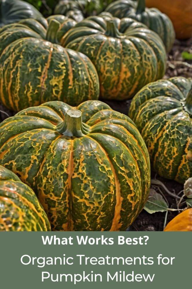 organic treatments for pumpkin mildew