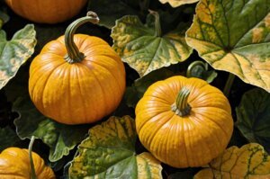 pumpkin-leaves-turning-yellow