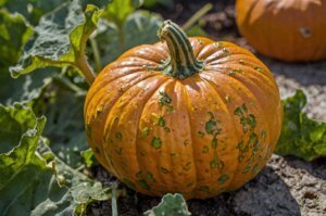 pumpkin-mildew