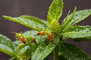 aphids-on-pepper-plants