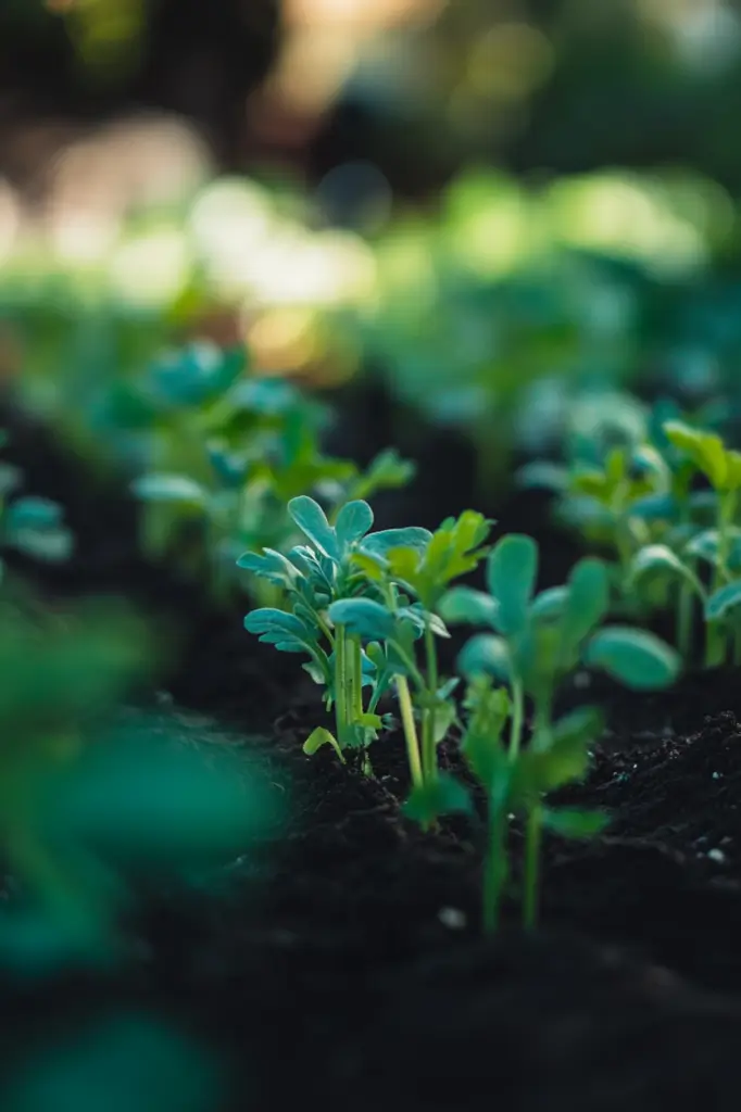 carrot-plant-spacing