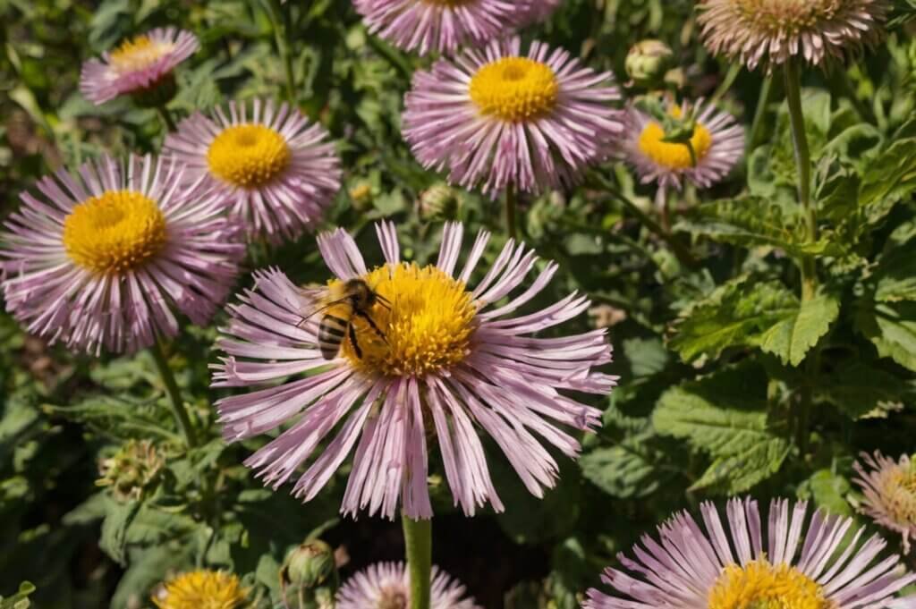 diy-bee-friendly-garden