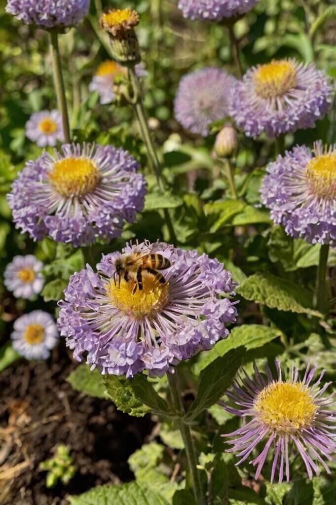 diy-bee-friendly-garden