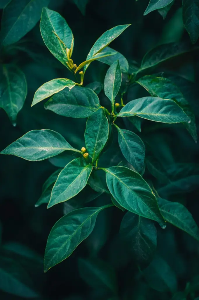 pepper_plants