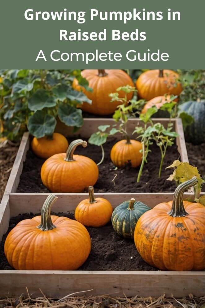 Growing pumpkins in raised beds