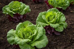 lettuce-plants