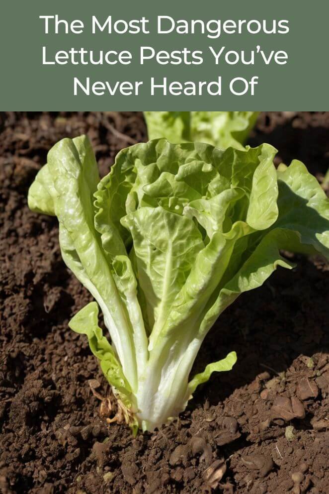 Most Dangerous Lettuce Pests