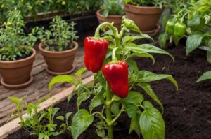 temperature-extremes-for-pepper-garden