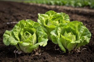 truth-about-natural pesticides for lettuce