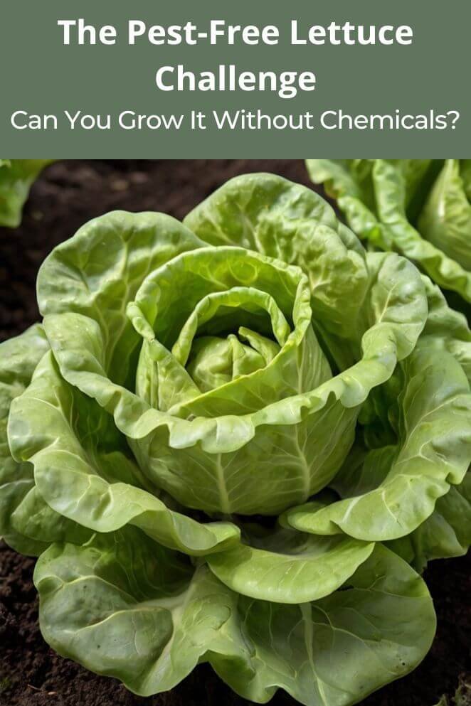 Pest-Free Lettuce Challenge