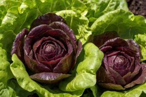 cost-of-lettuce-pests