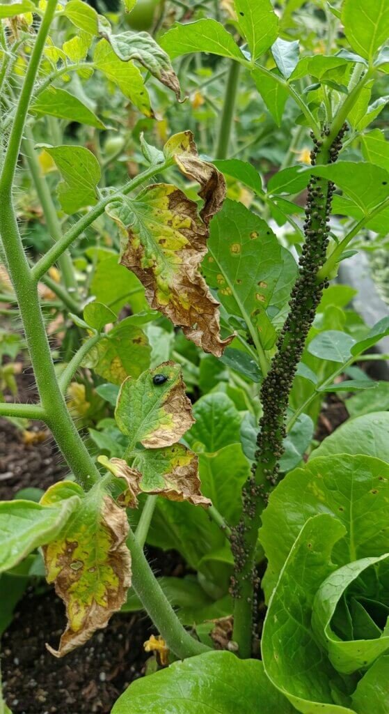 summer-pest-disease