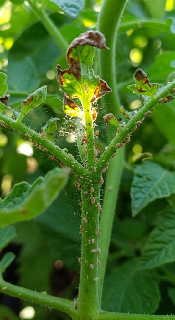summer-pest-disease