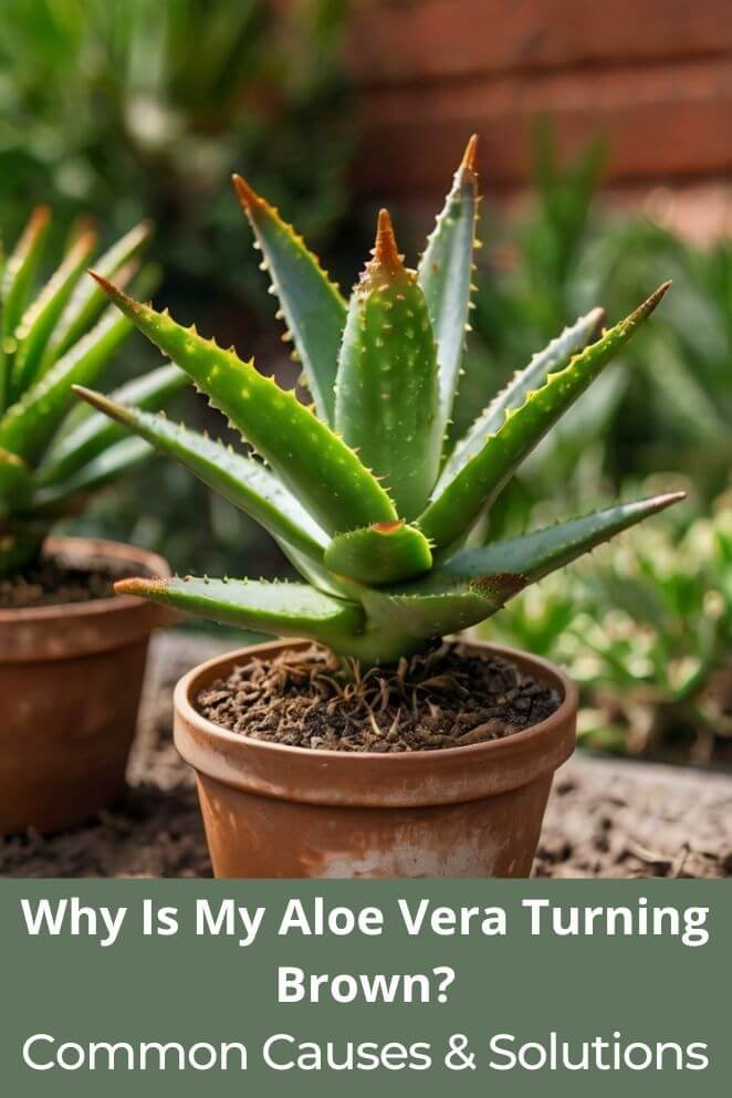 Aloe Vera Turning Brown