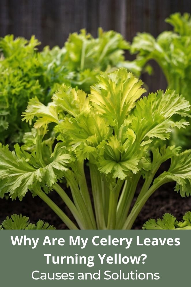 Celery Leaves Turning Yellow